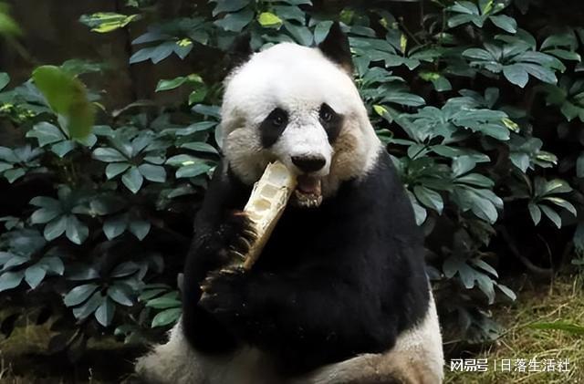 香港熊貓熱潮，生態(tài)保護(hù)的里程碑與文化融合的見(jiàn)證——迎接2500只熊貓的到來(lái)