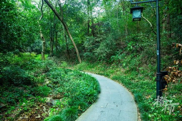 瓊瑤下周陽明山花葬