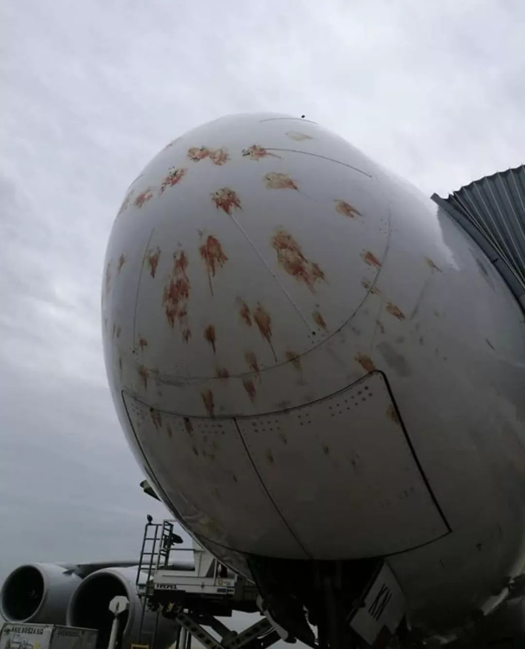 國航飛機撞鳥群，機頭血跡清晰