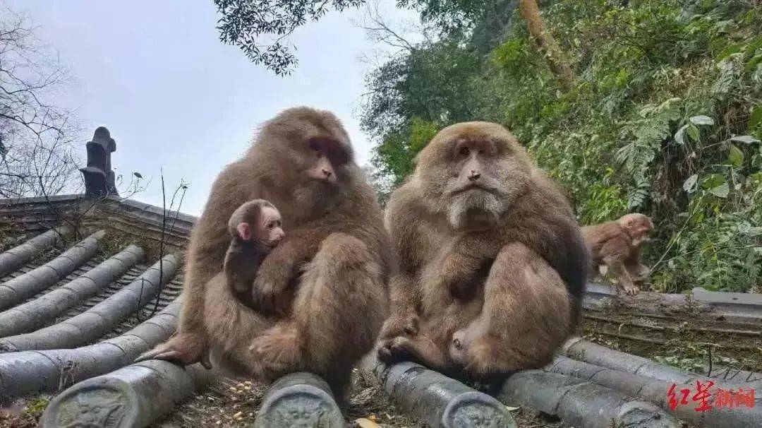 峨眉山猴子糖尿病謠言，85％患糖尿病？假！