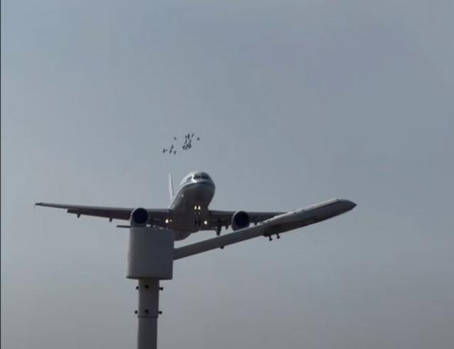 機(jī)場(chǎng)回應(yīng)飛機(jī)降落時(shí)撞到鳥(niǎo)群的事件
