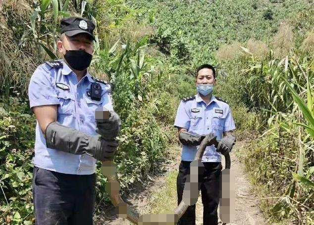 男子在繁忙街道上等待紅綠燈，竟發(fā)現(xiàn)劇毒眼鏡王蛇