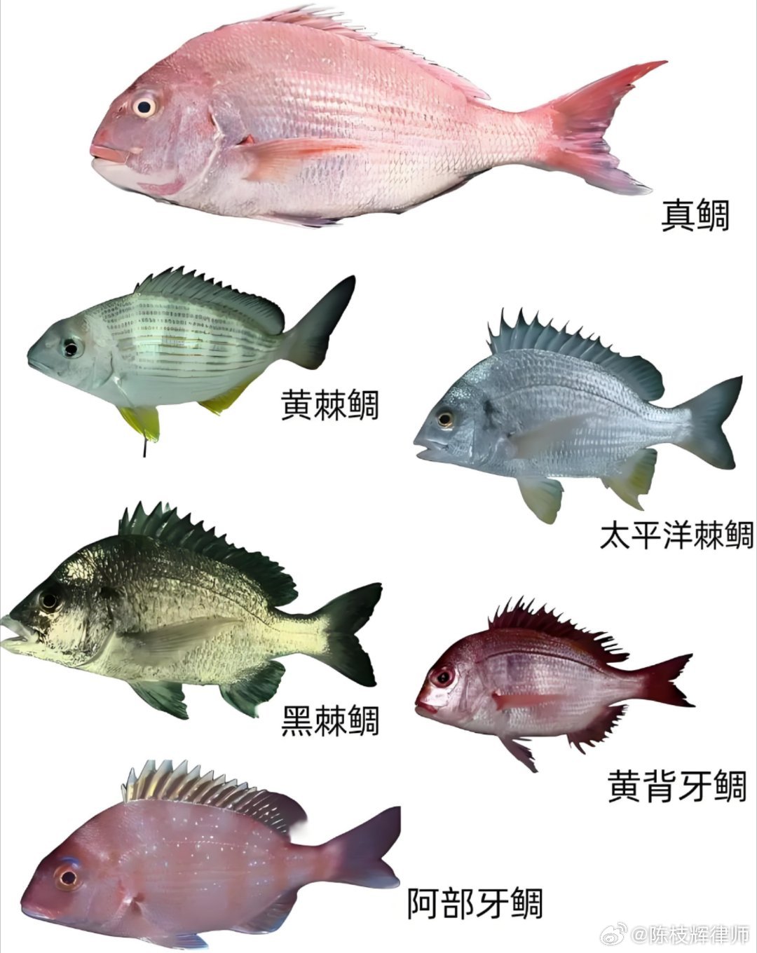 浙江釣魚(yú)佬捕獲編碼黑鯛魚(yú)