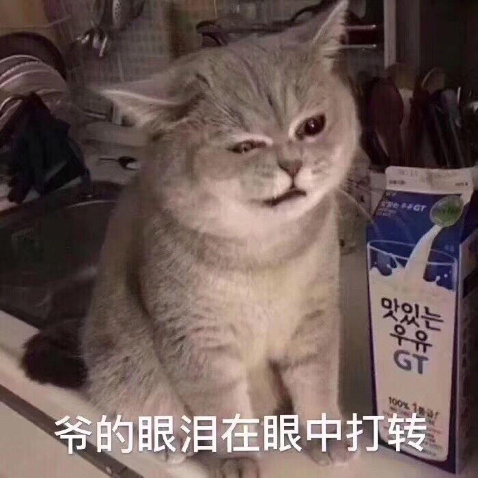 貓咪長了一張人臉表情包