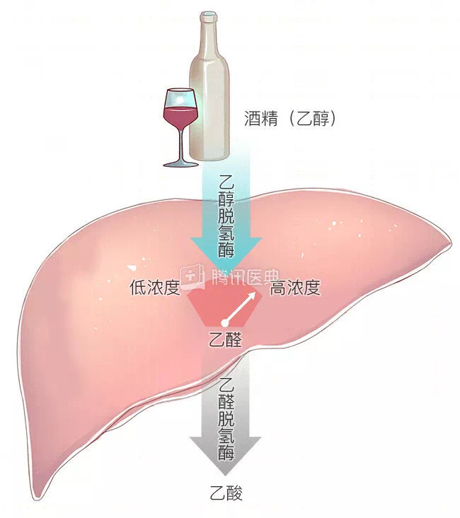 喝酒臉紅的人易患癌