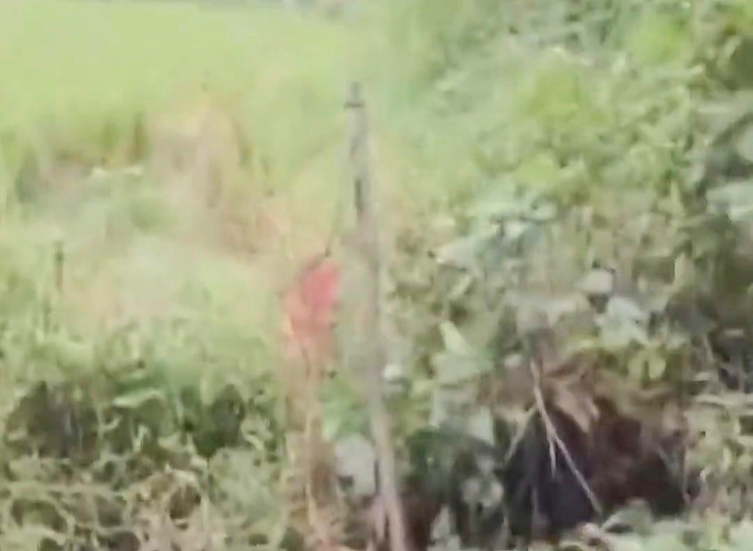 湖北教師遭電擊身亡，捕獸電網(wǎng)之禍