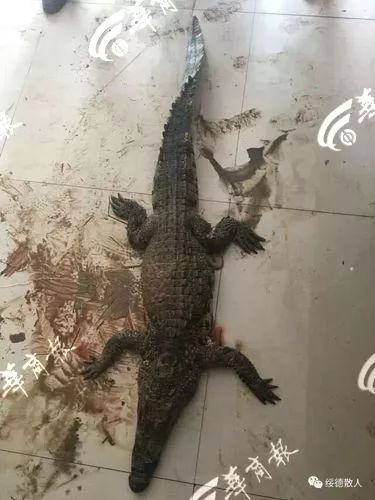 云南310斤鱷魚脫逃，特警開槍擊斃