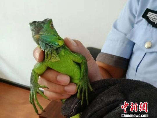 撞死二級(jí)保護(hù)動(dòng)物被判賠1.5萬(wàn)