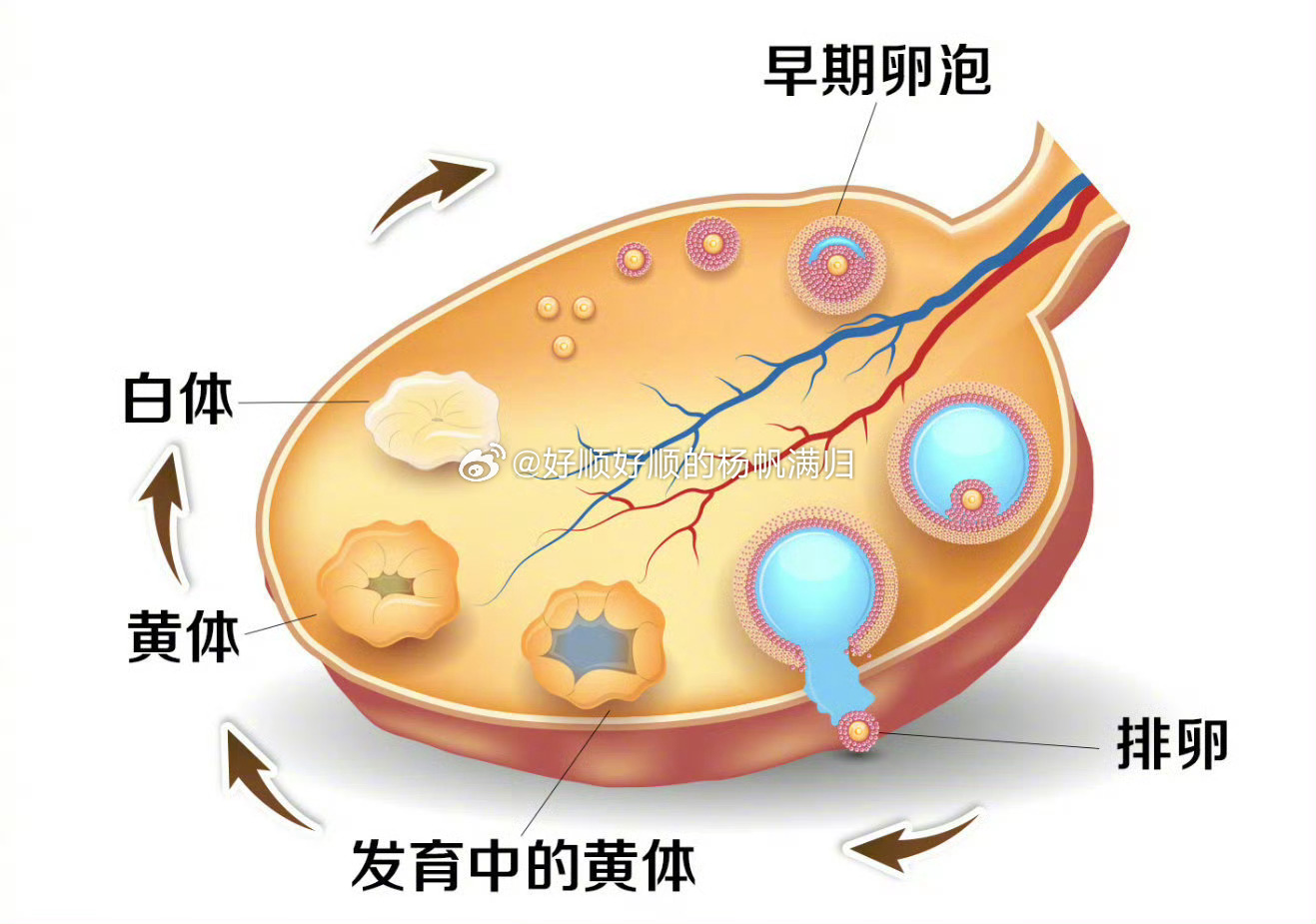 夫妻玩鬧時妻子黃體破裂，了解這種婦科急癥，妻子黃體破裂，夫妻玩鬧時的意外，婦科急癥，夫妻玩鬧時妻子黃體破裂，夫妻玩鬧時，妻子出現黃體破裂，黃體破裂，夫妻玩鬧時的風險