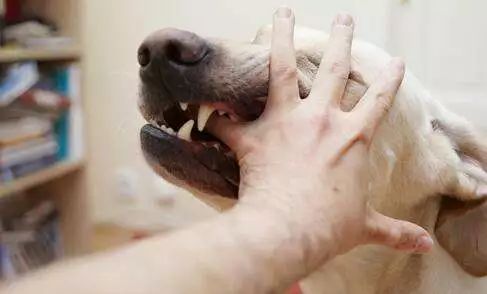 男子被狗咬傷4個(gè)月后因狂犬病發(fā)作死亡