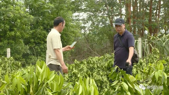 福州村民果樹(shù)被砍光，上百棵果樹(shù)一夜消失