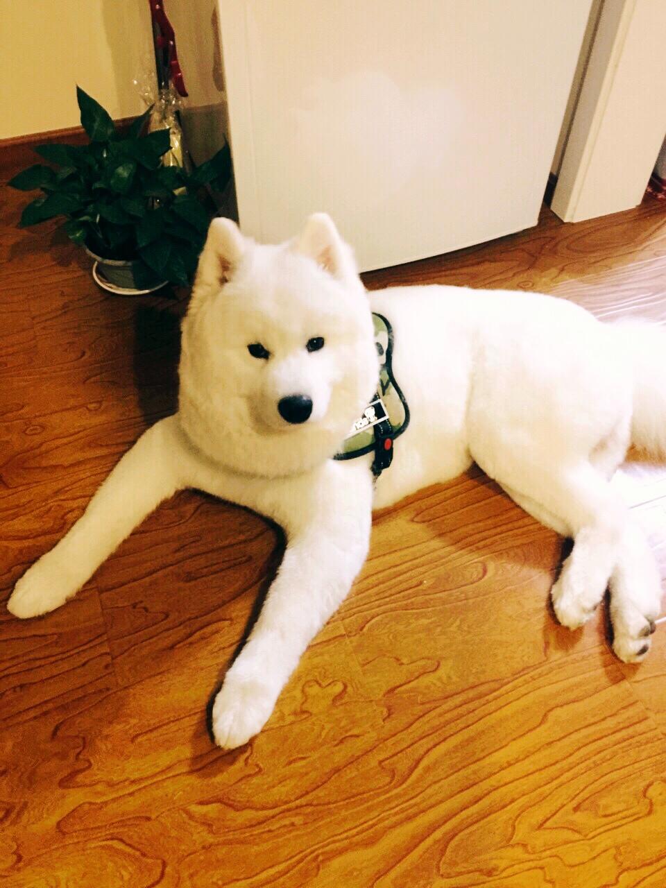 理發(fā)前后的薩摩耶與白色柴犬