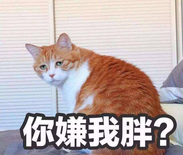 多地曝出免費(fèi)領(lǐng)養(yǎng)貓咪糾紛事件，寵物免費(fèi)領(lǐng)養(yǎng)背后的套路與規(guī)避方法