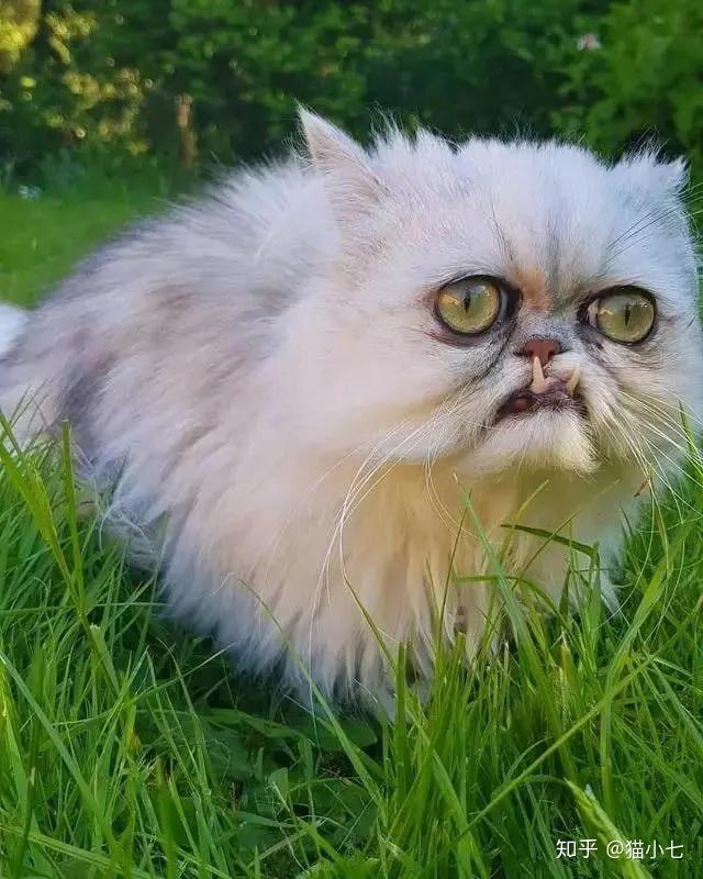 小貓的顏值有多高？