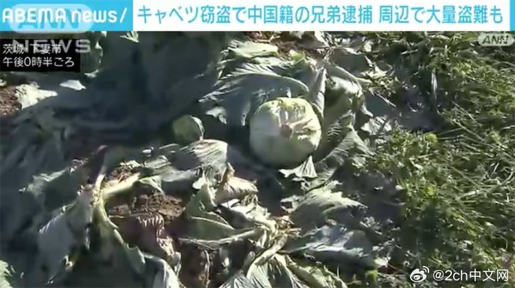 中國(guó)籍兩兄弟在日本偷竊3200顆包菜